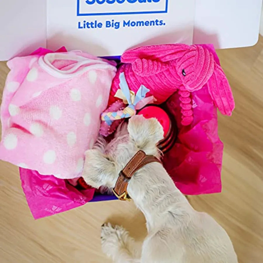 Puppy Starter Kit 5 Piece Toy Gift Set for Small Dogs:  Blanket, Squeaky Plush Toy, Chew Ring, Treat Ball and Feed Ball.
