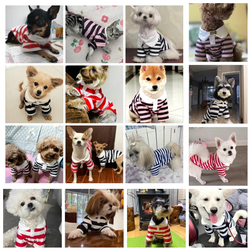 Summer Polo Shirt for Dogs and Puppies.