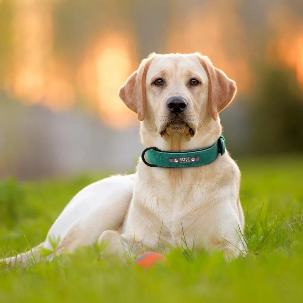 Personalized Name ID Tag Leather Dog Collar for Small, Medium and Large Dogs.