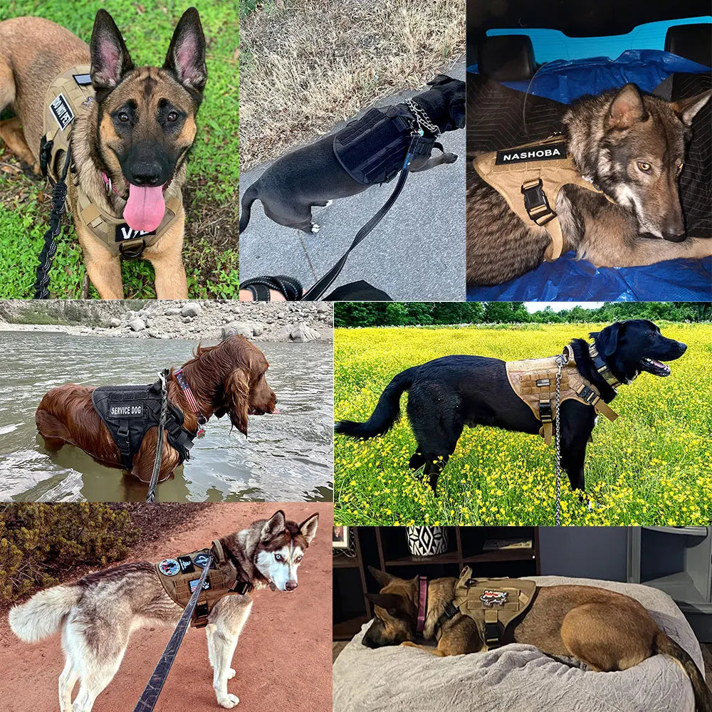 Medium Large Dog Harness And Leash Set.