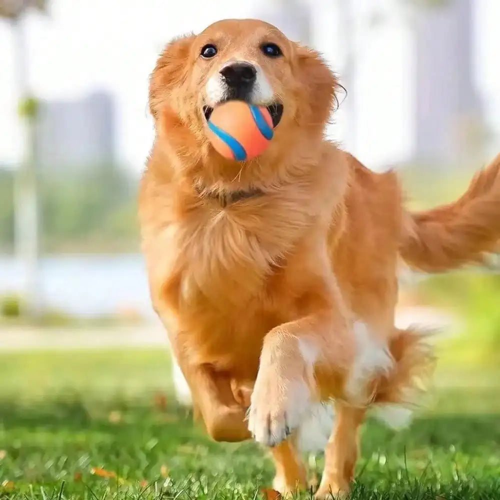 Toy Ball for Puppies & Small, Medium & Large Dogs.