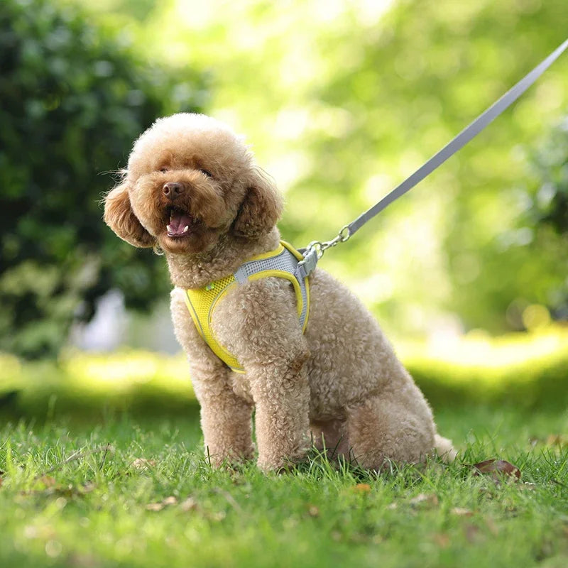 Puppy Collar and Leash Set,  Adjustable for Puppies, Cats and Small Dogs. Comes with Harness Vest.
