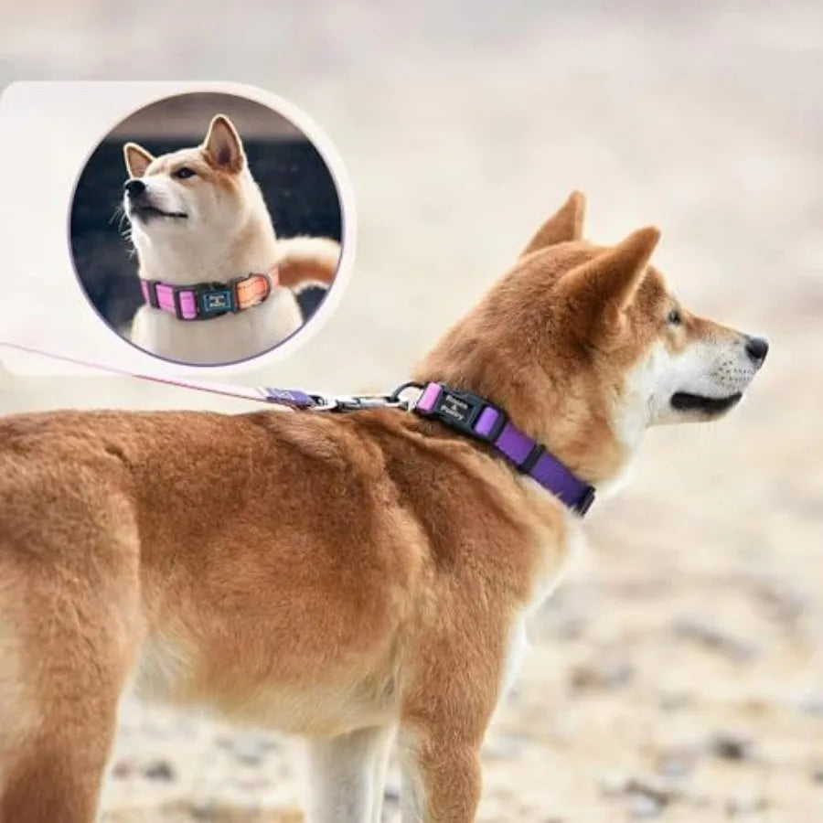 Reflective Dog Collar and Leash Set.                                   Purple Martingale Dog Collar and Leash for Dogs, Adjustable Durable Nylon Pet Collars with